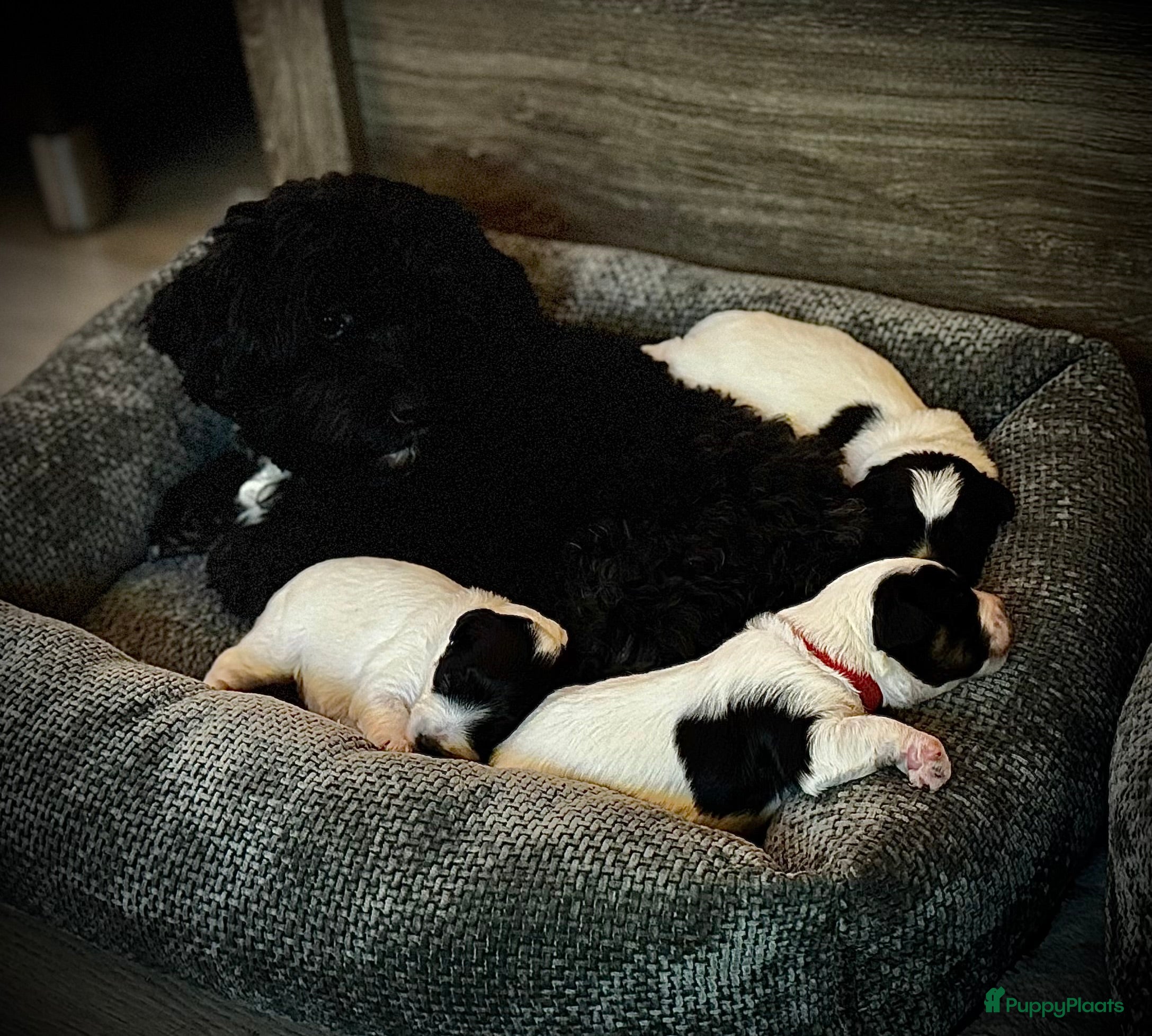 Kruising honden Kruising Maltipoo/ boomer nog 1 beschikbaar - Advertentie 12