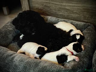 Kruising honden Kruising Maltipoo/ boomer nog 1 beschikbaar - Advertentie 5