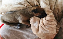 Rhodesian Ridgeback honden te koop: Rhodesian Ridgeback pups+stamboom 2reutjes 8weken  in Wierden - Afbeelding 21