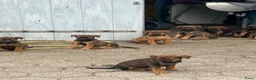 Kruising honden te koop: Kruising mechelse herder Berner sennen in Nijkerkerveen - Advertentie 13