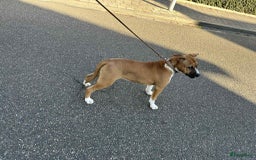 American Staffordshire Terriër honden te koop: American Staffordshire Terrier pup met stamboom  - Afbeelding 4