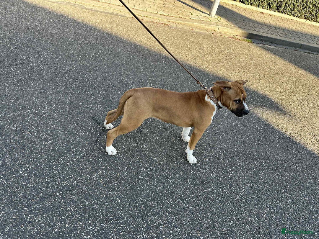 American Staffordshire Terriër honden te koop: American Staffordshire Terrier pup met stamboom  - Afbeelding 4