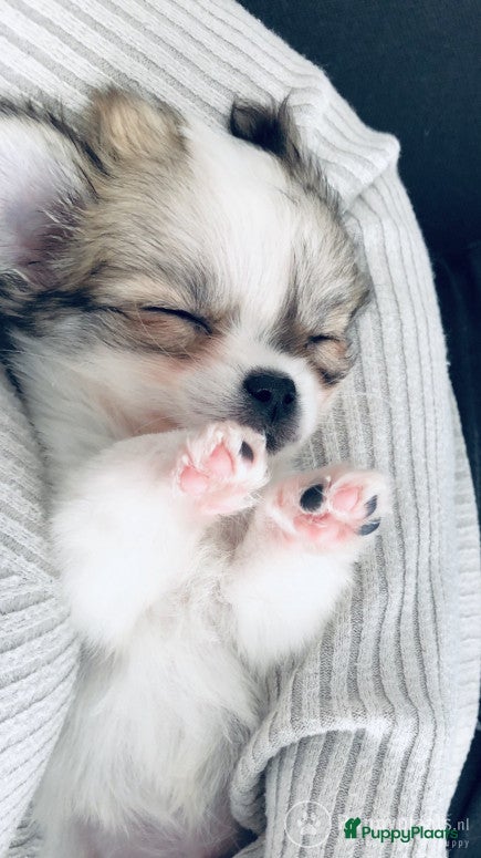 Kruising honden Dekreu chihuahua pomeriaan kruising Pomchi in Heemskerk - Advertentie 13