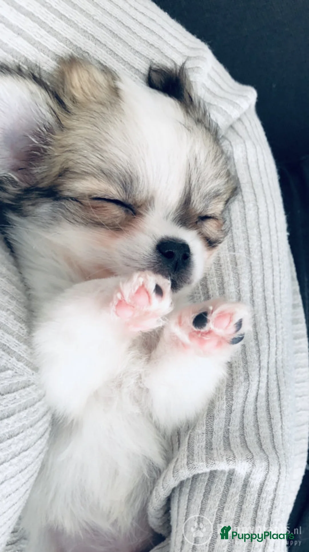 Kruising honden ter dekking: Dekreu chihuahua pomeriaan kruising Pomchi in Heemskerk - Advertentie 1