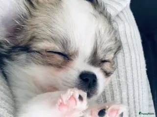 Kruising honden Dekreu chihuahua pomeriaan kruising Pomchi in Heemskerk - Advertentie 20