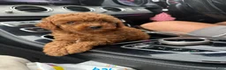 Poedel Toy honden te koop: Toy poedel pupjes klaar voor warme mandje. - Advertentie 7