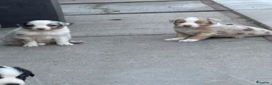 Australian Shepherd 2