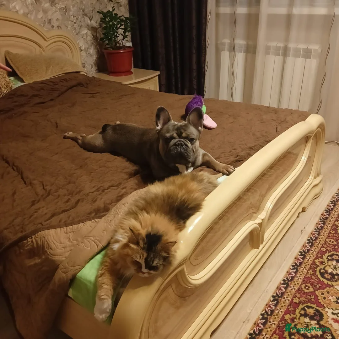 Franse Bulldog honden te koop: Franse Bulldog pupps - Advertentie 5
