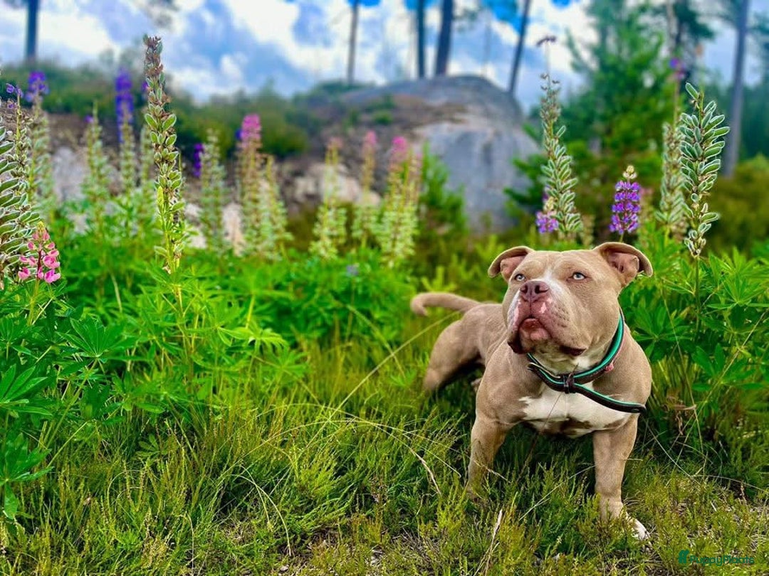 Amerikaanse Bully honden te koop: Aankondiging American Pocket Bully 🐾 - Advertentie 2