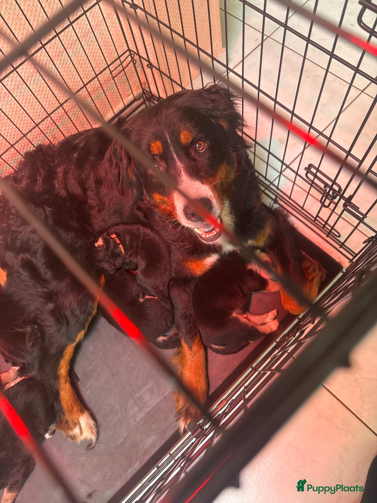 Kruising honden Mooie bernsky pupps  - Advertentie 1