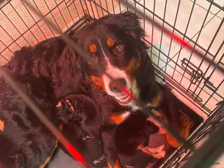 Kruising honden te koop: Mooie bernsky pupps - Advertentie 4