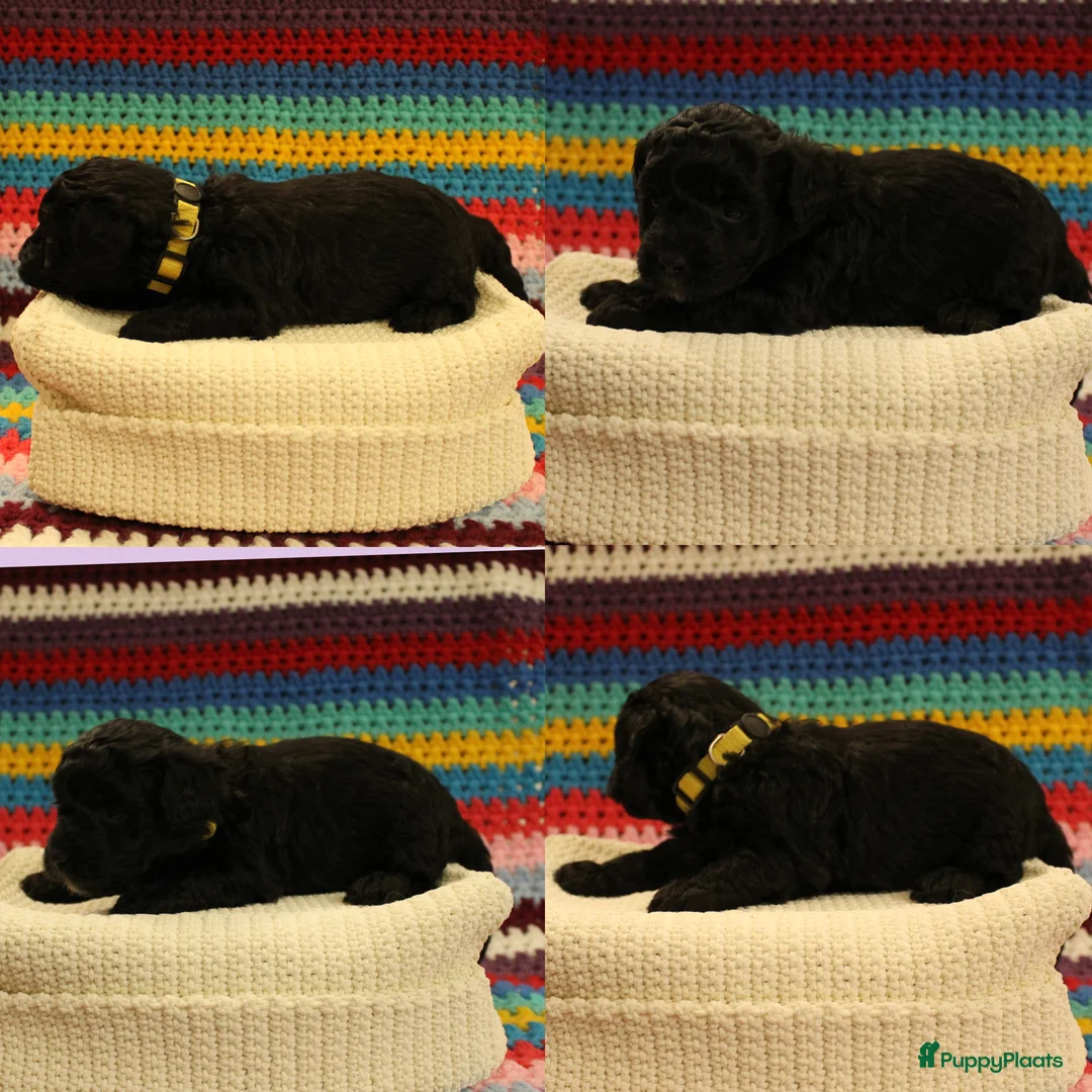 Maltipoo honden te koop: Fantastisch zwarte Maltipoo F1b 🥰 Anti-allergie - Advertentie 29