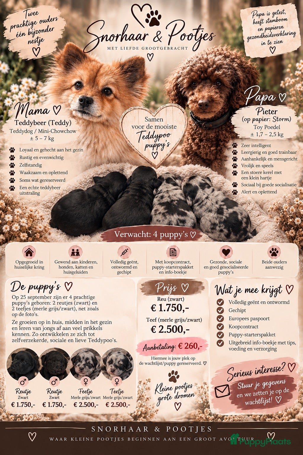 Kruising honden 🐾 4 Teddypoo pups geboren |ToyPoedelXTeddydog 🤎 - Advertentie 9
