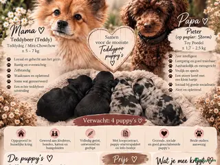 Kruising honden 🐾 4 Teddypoo pups geboren |ToyPoedelXTeddydog 🤎 - Advertentie 9
