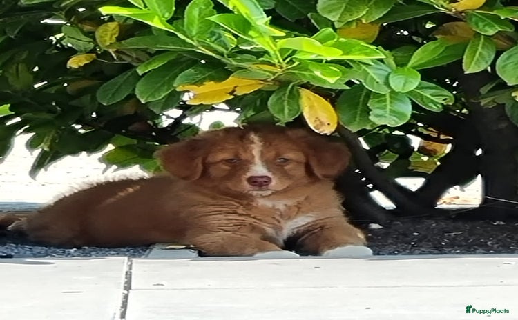Nova Scotia Duck Tolling Retriever honden - Advertentie 1