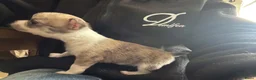 Chihuahua honden te koop: Kortharige chihuahua pups - Advertentie 22