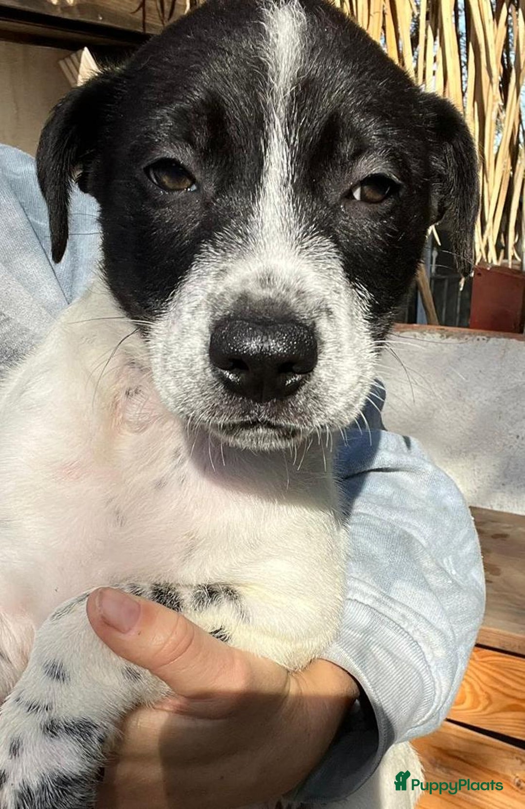 Kruising honden ter adoptie: gerit wil heel graag een warme mand!  - Advertentie 3