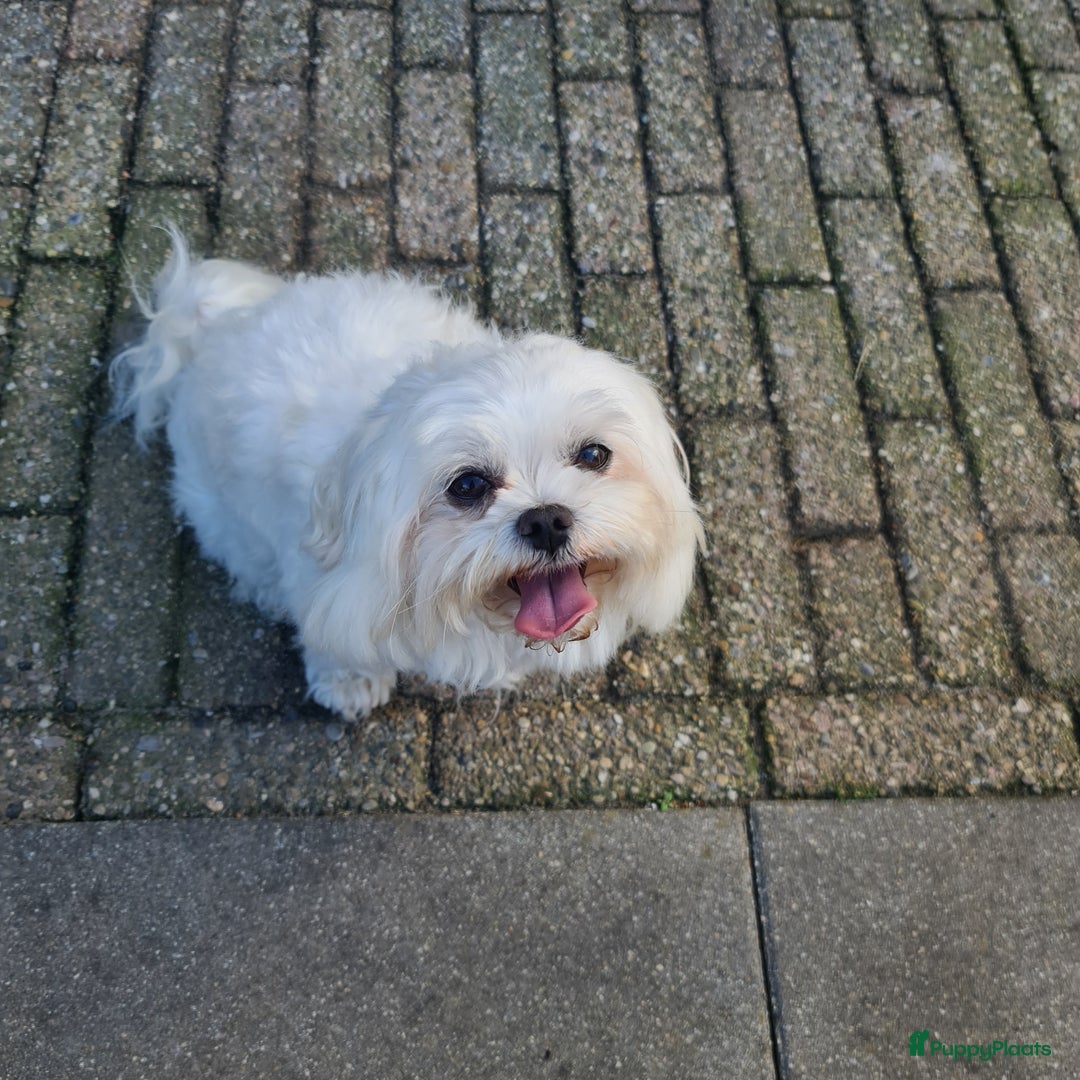 Maltezer honden te koop: Te koop nog 1 reutje - Advertentie 4