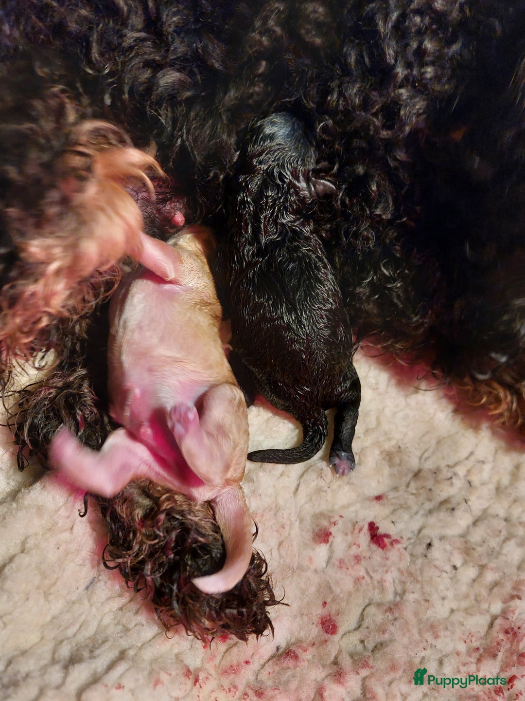 Cockapoo honden te koop: Kleine poedelpups met een vleugje cockapoo. - Advertentie 11