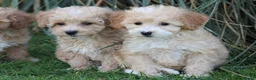 Maltipoo honden te koop: Leuke Maltipoo pups. - Advertentie 6