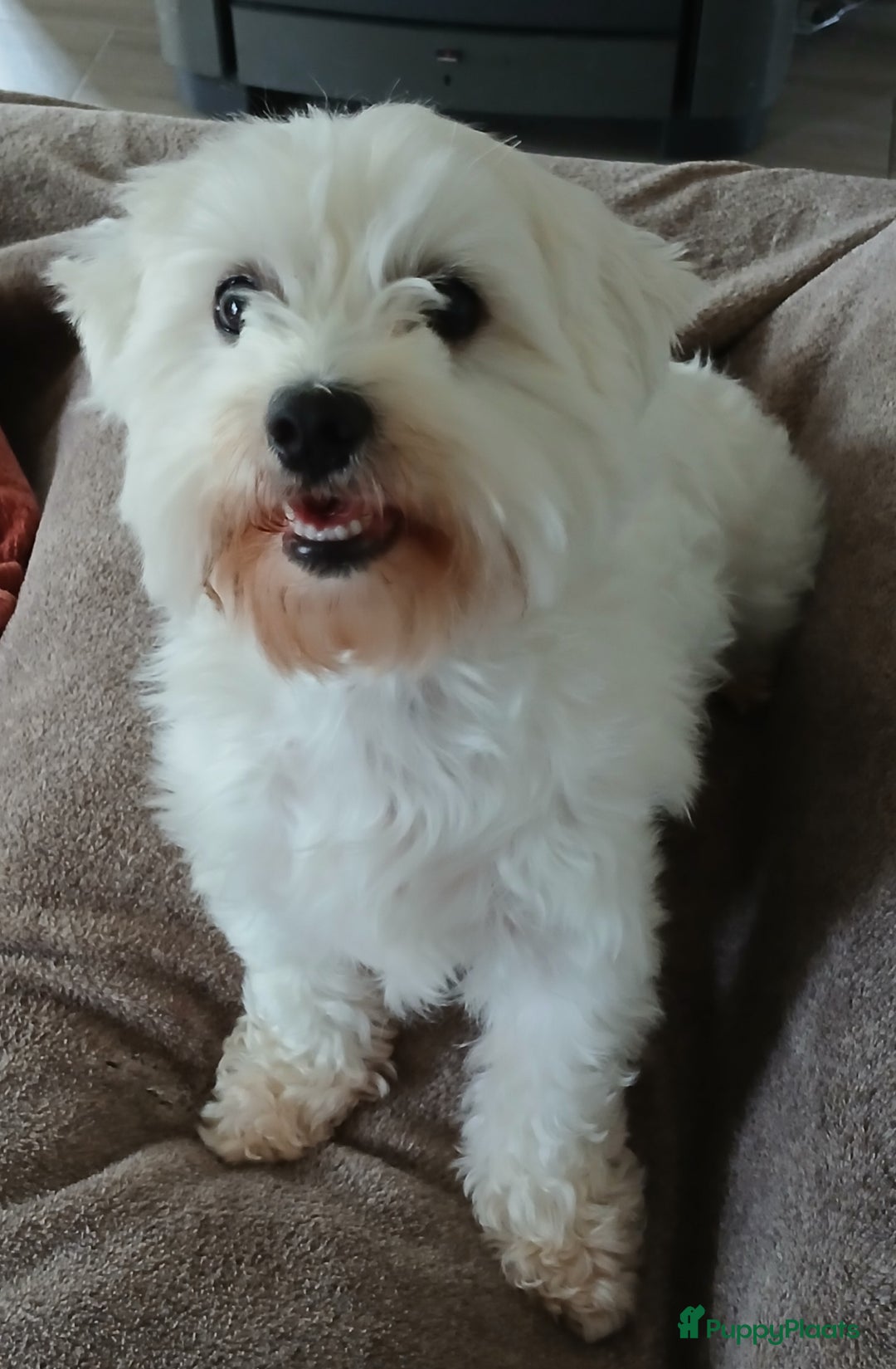 Maltezer honden ter dekking: Gezocht dekreu voor maltezer - Advertentie 2