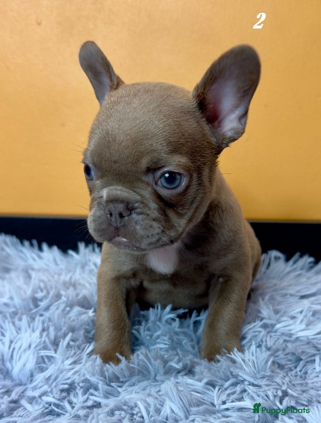 Franse Bulldog honden te koop: Franse bulldog pups - Advertentie 4