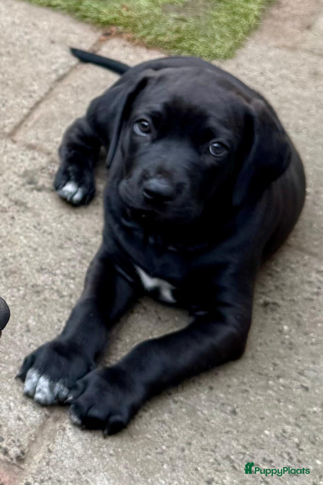 Rhodesian Ridgeback honden te koop: "Prachtige kruising Rhodesians"  in Bavel - Afbeelding 15