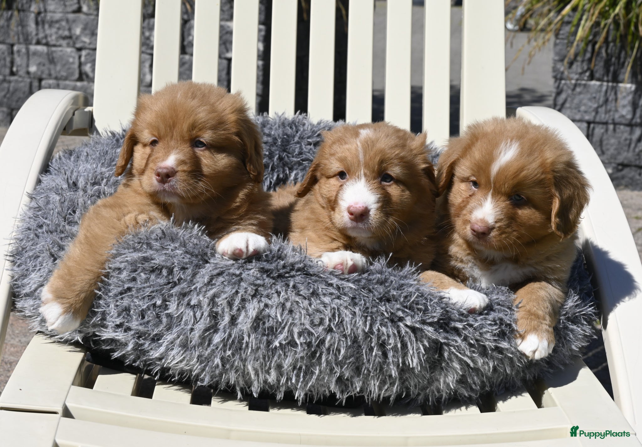 Nova Scotia Duck Tolling Retriever honden Nova Scotia Duck Tolling Retriever pups # Toller - Advertentie 1