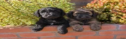 Labradoodle honden te koop: Labradoodle pups in Gaanderen - Advertentie 2