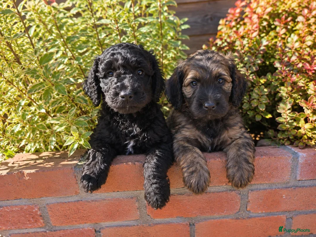 Labradoodle honden te koop: Labradoodle pups in Gaanderen - Advertentie 2