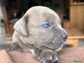 Cane Corso honden Cane corso pups - Advertentie 1