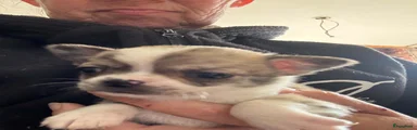 Chihuahua 3