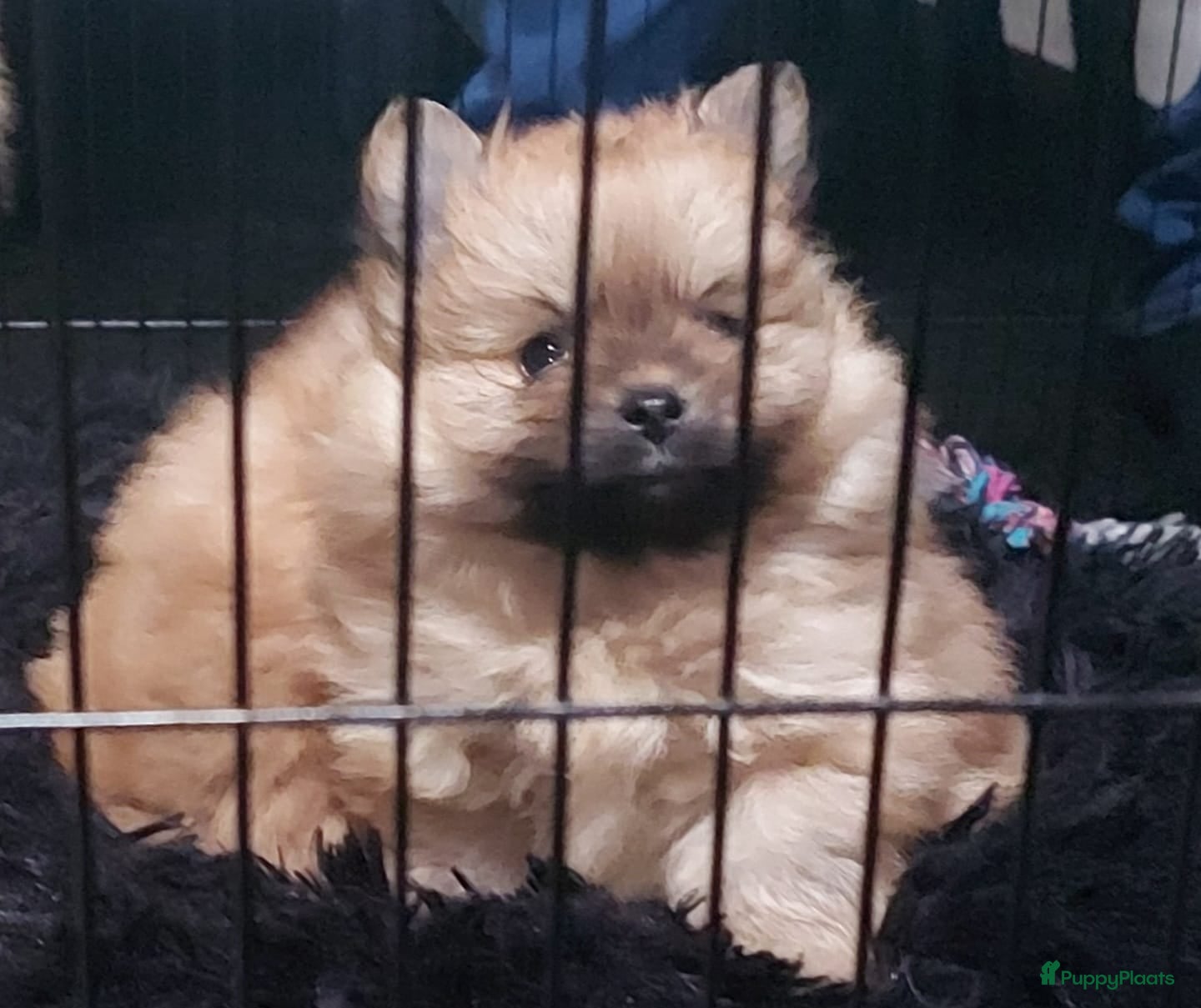 Pomeriaan honden Pomriaan puppy s - Advertentie 6