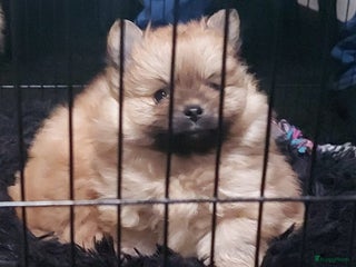 Pomeriaan honden Pomriaan puppy s - Advertentie 2