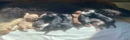 Bernedoodle honden te koop: unieke Bernedoodle pups - Advertentie 10