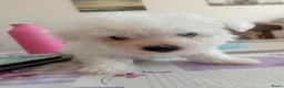 Kruising honden te koop: Maltichon-  1 reu nog beschikbaar  - Advertentie 12