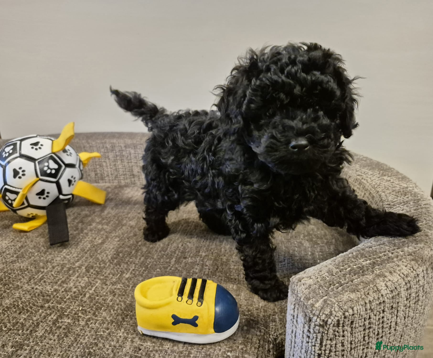 Poedel Toy honden Lieve toy poedeltjes - Advertentie 1