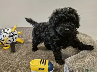 Poedel Toy honden Lieve toy poedeltjes - Advertentie 2