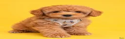 Maltipoo honden te koop: Maltipoo reutje super mooi, uit geteste ouders - Advertentie 2