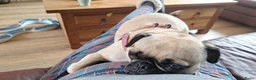 Kruising honden te koop: Retromops  - Advertentie 1