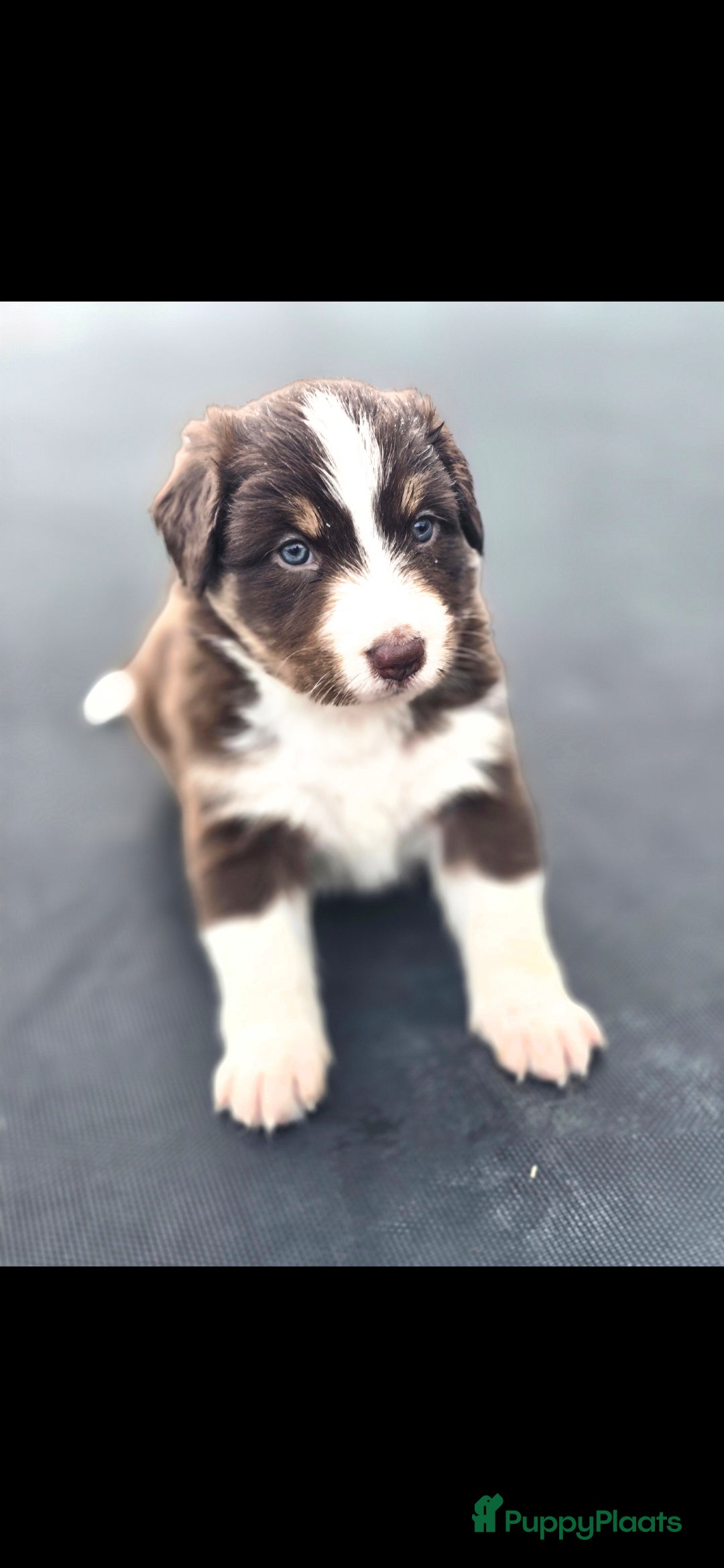 Australian Shepherd honden te koop: Mooie australian sherperd pups. - Advertentie 19