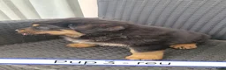 Kruising honden te koop: Rottweiler x moskovitische waakhond in De Westereen - Advertentie 33