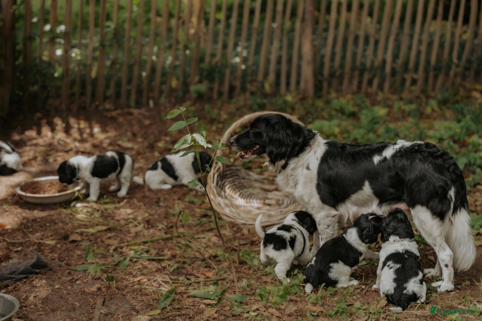 Friese Stabij honden 3 friese stabij reutjes - Advertentie 1