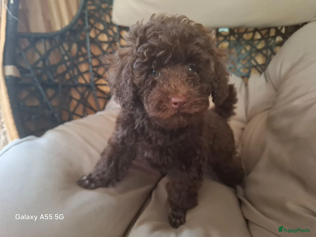 Poedel Toy honden te koop: Toy poedel  - Advertentie 2