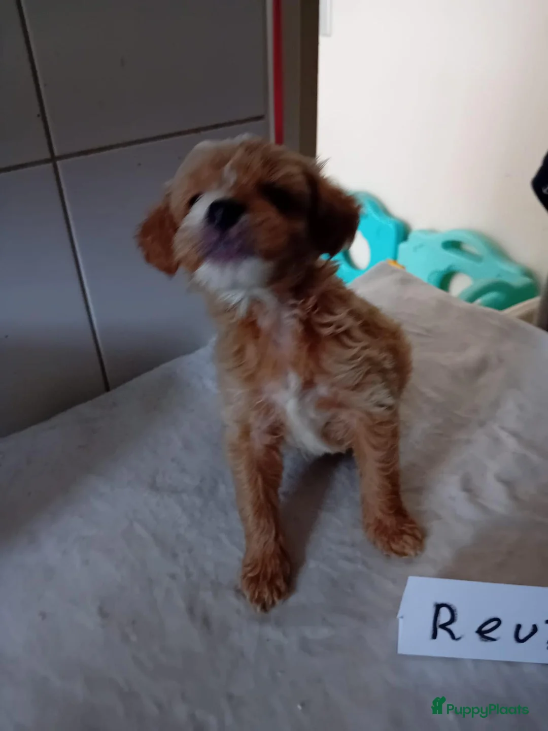 Labradoodle honden te koop: labradoodles puppy,s - Advertentie 2