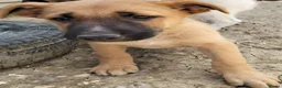 Kruising honden ter adoptie: Rebel een schat van een hondje zoekt een baasje  - Advertentie 6