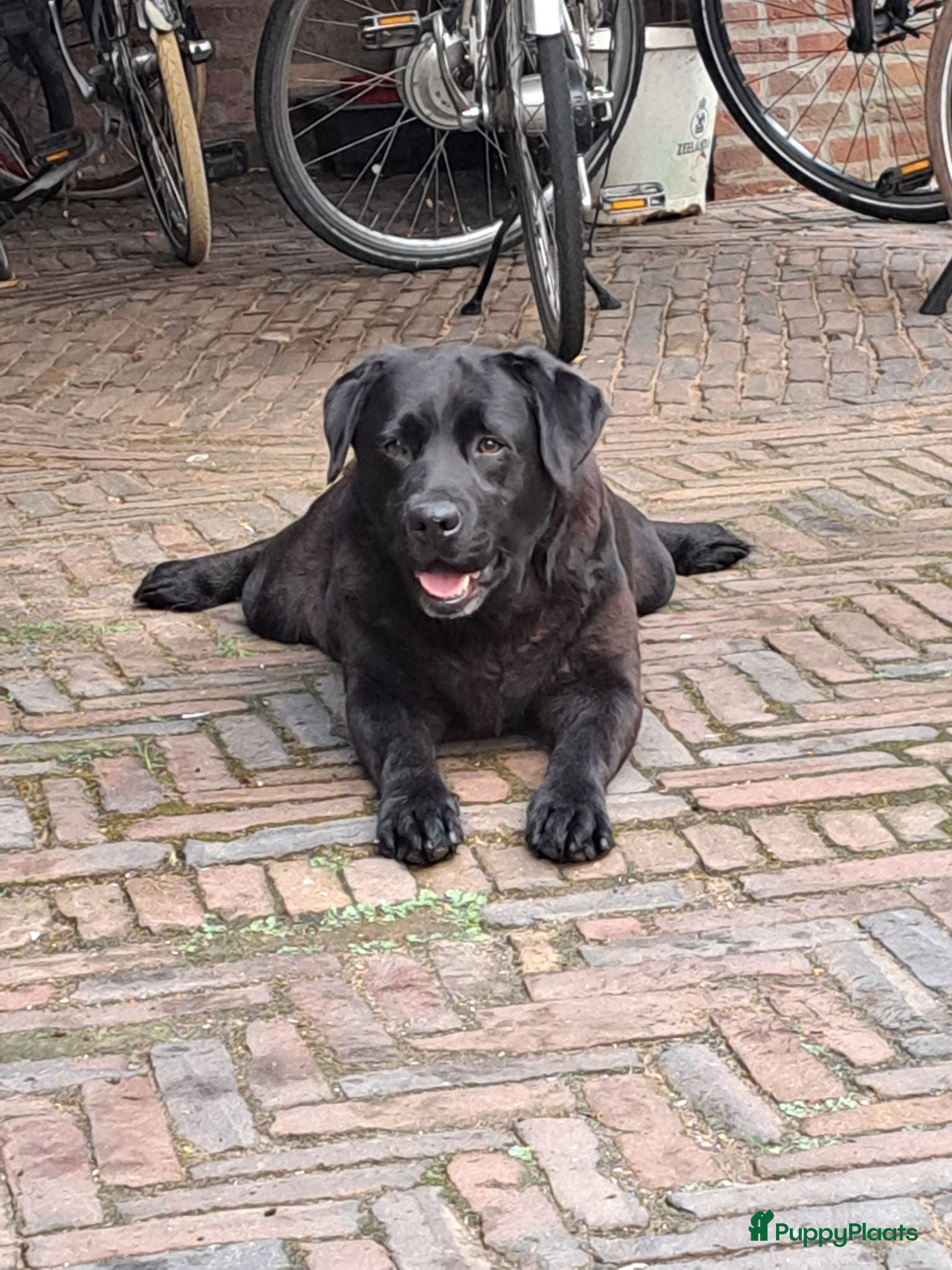 Labrador Retriever honden Raszuivere zwarte labradorpups - Advertentie 1