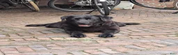 Labrador Retriever honden te koop: Raszuivere zwarte labradorpups - Advertentie 1