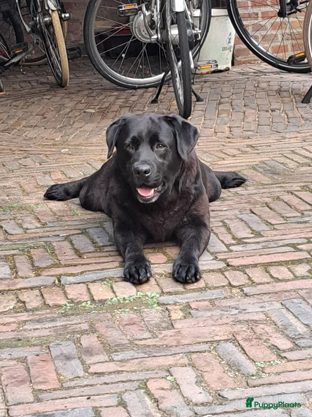 Labrador Retriever honden te koop: Raszuivere zwarte labradorpups - Advertentie 1