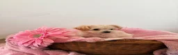 Maltipoo honden te koop: Schattige Maltipoo pups F1 (1x reutje & 1x teefje) - Advertentie 5